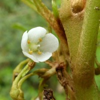 Rhynchotechum permolle (Nees) B.L.Burtt